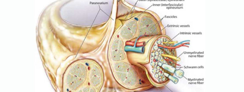 Peripheral Nerve Injury